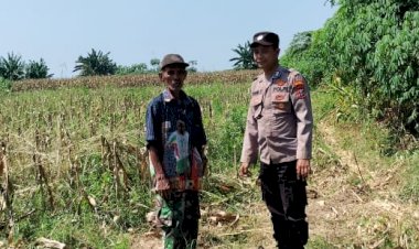 Polsek-Tarik-Dampingi-Petani-Jagung-di-Gampingrowo